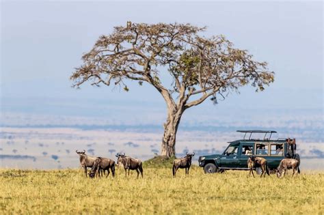 Zebra Safari: Revealing the Marvels of the African Wilderness