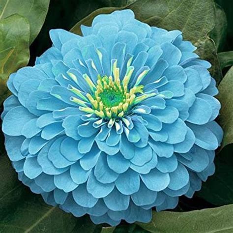 Zinnia Blue Figure Net Worth